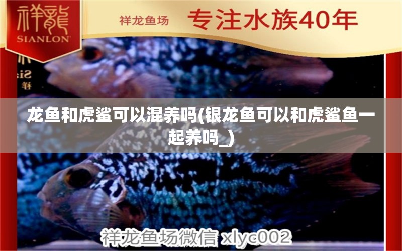 龍魚和虎鯊可以混養(yǎng)嗎(銀龍魚可以和虎鯊魚一起養(yǎng)嗎_) 銀龍魚