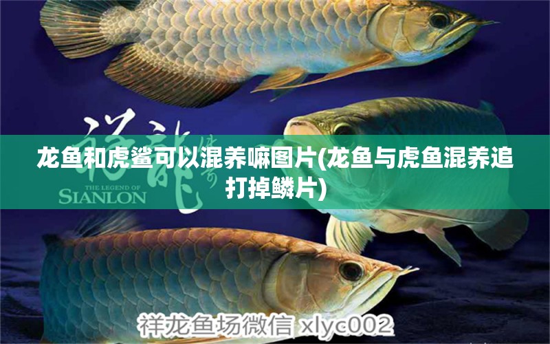 龍魚和虎鯊可以混養(yǎng)嘛圖片(龍魚與虎魚混養(yǎng)追打掉鱗片)