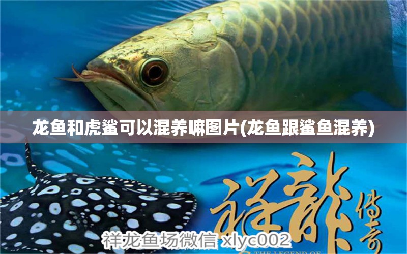 龍魚和虎鯊可以混養(yǎng)嘛圖片(龍魚跟鯊魚混養(yǎng))