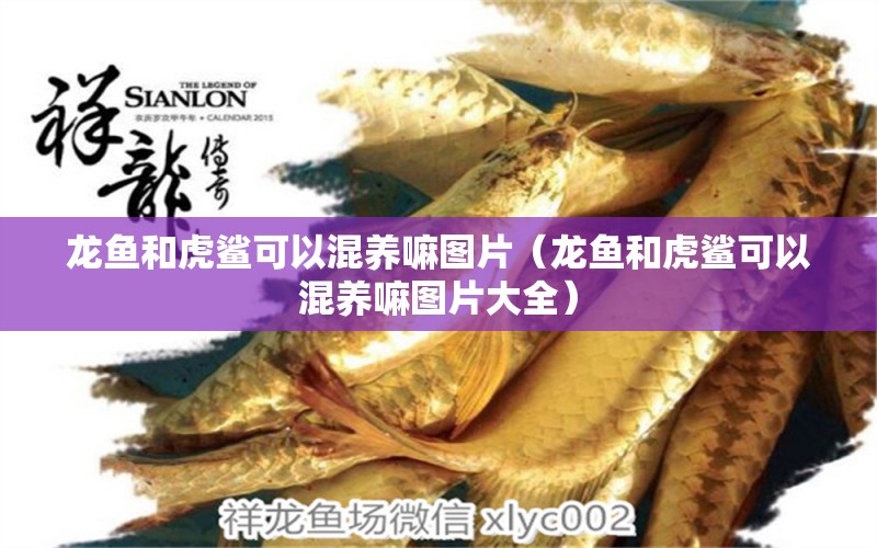 龍魚和虎鯊可以混養(yǎng)嘛圖片（龍魚和虎鯊可以混養(yǎng)嘛圖片大全） 廣州龍魚批發(fā)市場