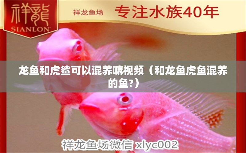 龍魚和虎鯊可以混養(yǎng)嘛視頻（和龍魚虎魚混養(yǎng)的魚?）