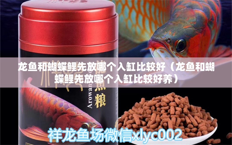 龍魚(yú)和蝴蝶鯉先放哪個(gè)入缸比較好（龍魚(yú)和蝴蝶鯉先放哪個(gè)入缸比較好養(yǎng)） 蝴蝶鯉