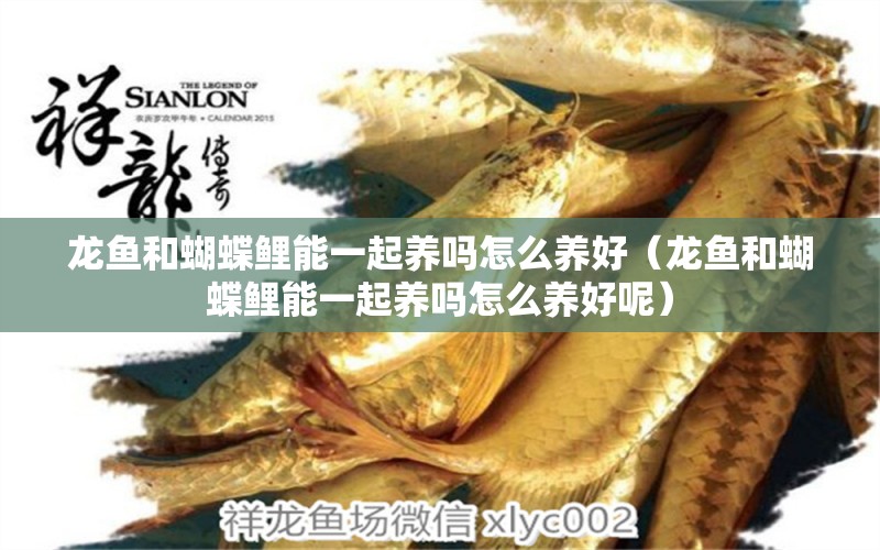 龍魚和蝴蝶鯉能一起養(yǎng)嗎怎么養(yǎng)好（龍魚和蝴蝶鯉能一起養(yǎng)嗎怎么養(yǎng)好呢）