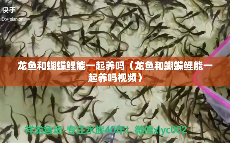 龍魚和蝴蝶鯉能一起養(yǎng)嗎（龍魚和蝴蝶鯉能一起養(yǎng)嗎視頻） 蝴蝶鯉