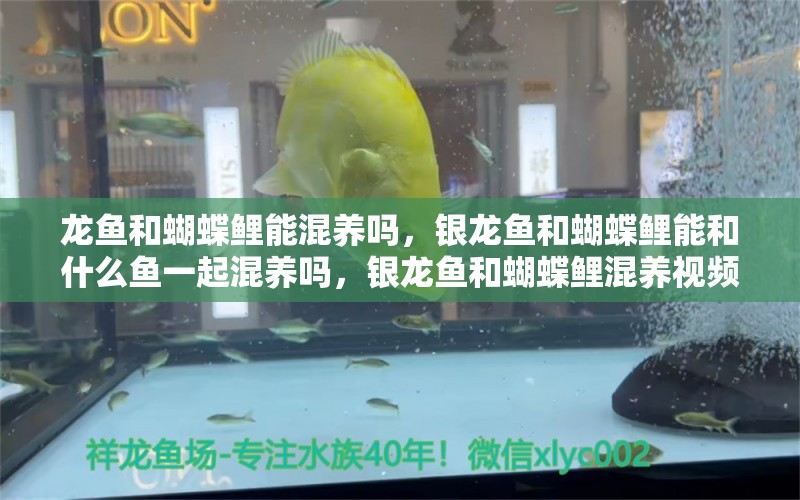 龍魚(yú)和蝴蝶鯉能混養(yǎng)嗎，銀龍魚(yú)和蝴蝶鯉能和什么魚(yú)一起混養(yǎng)嗎，銀龍魚(yú)和蝴蝶鯉混養(yǎng)視頻大全 蝴蝶鯉 第1張