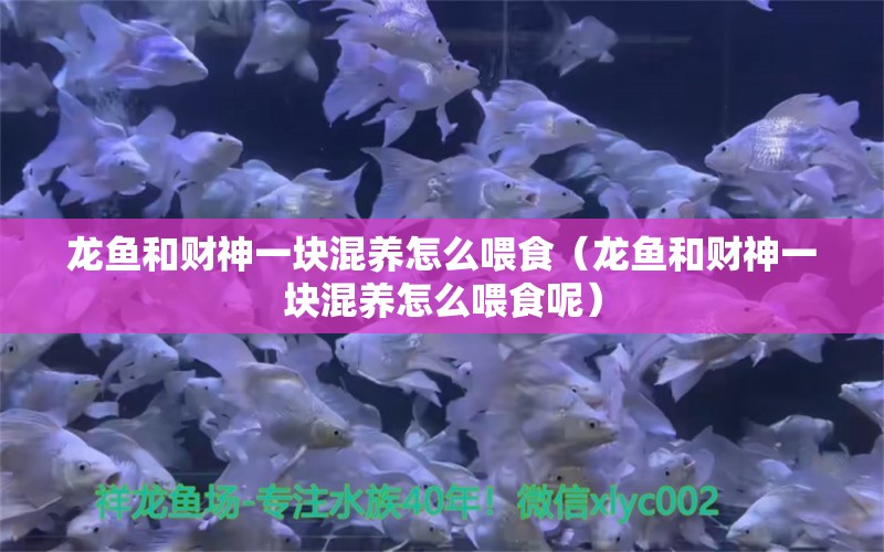 龍魚(yú)和財(cái)神一塊混養(yǎng)怎么喂食（龍魚(yú)和財(cái)神一塊混養(yǎng)怎么喂食呢）