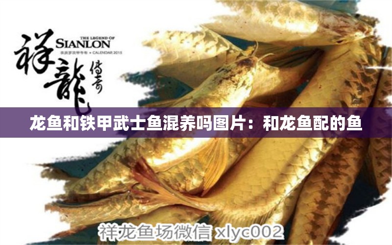 龍魚和鐵甲武士魚混養(yǎng)嗎圖片：和龍魚配的魚