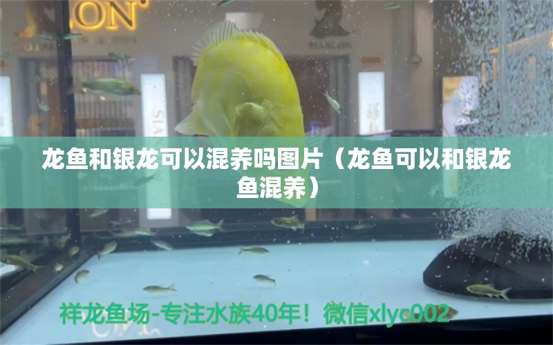 龍魚和銀龍可以混養(yǎng)嗎圖片（龍魚可以和銀龍魚混養(yǎng)）