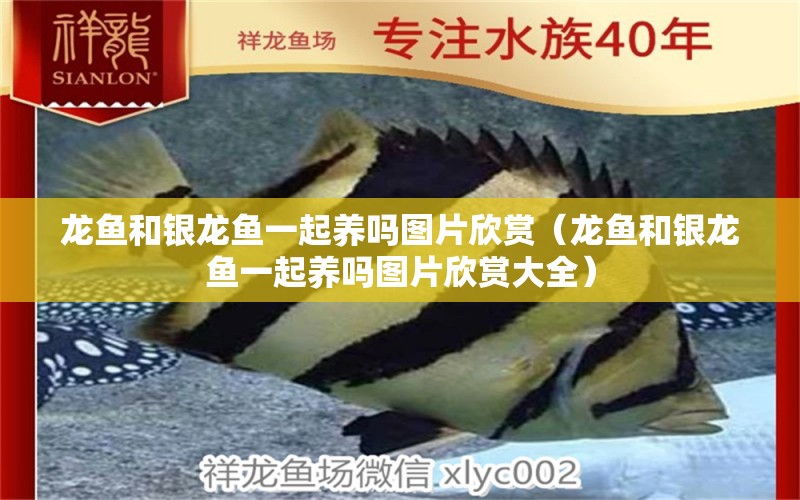 龍魚(yú)和銀龍魚(yú)一起養(yǎng)嗎圖片欣賞（龍魚(yú)和銀龍魚(yú)一起養(yǎng)嗎圖片欣賞大全） 銀龍魚(yú)