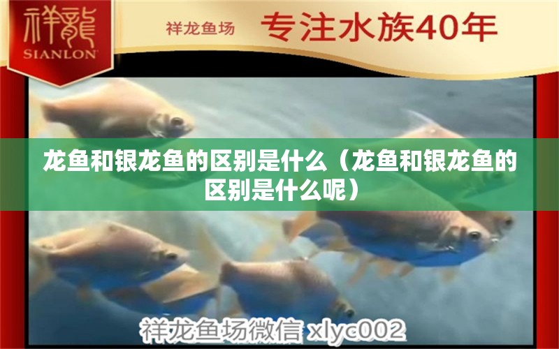 龍魚和銀龍魚的區(qū)別是什么（龍魚和銀龍魚的區(qū)別是什么呢）