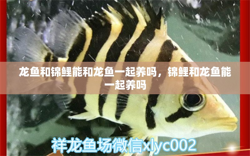 龍魚和錦鯉能和龍魚一起養(yǎng)嗎，錦鯉和龍魚能一起養(yǎng)嗎 泰龐海蓮魚