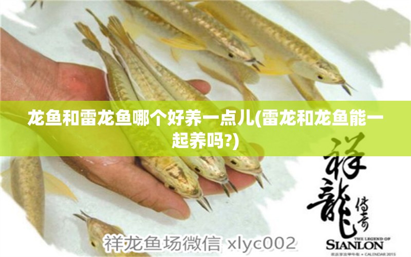 龍魚(yú)和雷龍魚(yú)哪個(gè)好養(yǎng)一點(diǎn)兒(雷龍和龍魚(yú)能一起養(yǎng)嗎?) 電鰻 第1張