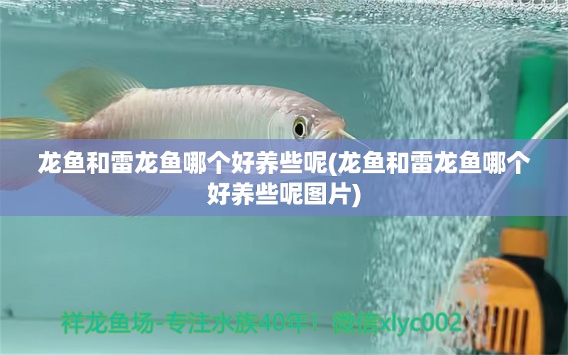 龍魚(yú)和雷龍魚(yú)哪個(gè)好養(yǎng)些呢(龍魚(yú)和雷龍魚(yú)哪個(gè)好養(yǎng)些呢圖片) 藍(lán)底過(guò)背金龍魚(yú)