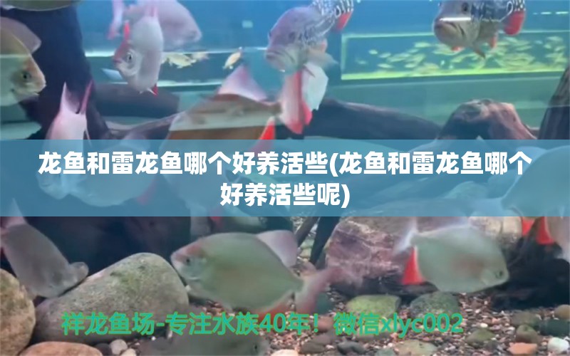 龍魚(yú)和雷龍魚(yú)哪個(gè)好養(yǎng)活些(龍魚(yú)和雷龍魚(yú)哪個(gè)好養(yǎng)活些呢)