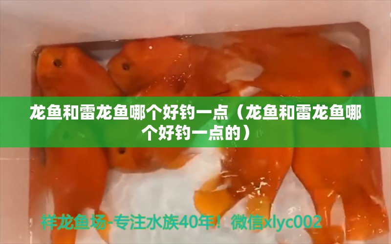 龍魚和雷龍魚哪個(gè)好釣一點(diǎn)（龍魚和雷龍魚哪個(gè)好釣一點(diǎn)的）