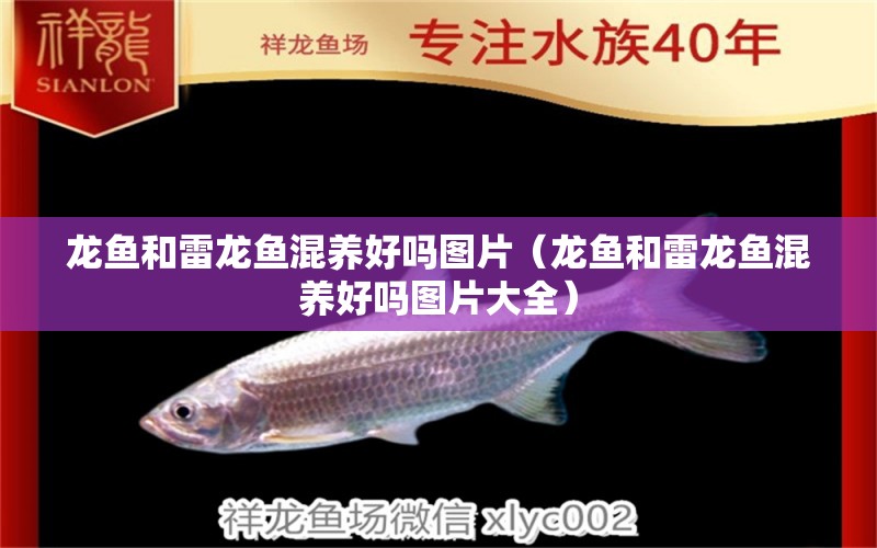 龍魚和雷龍魚混養(yǎng)好嗎圖片（龍魚和雷龍魚混養(yǎng)好嗎圖片大全） 廣州龍魚批發(fā)市場