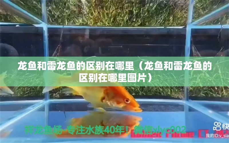 龍魚和雷龍魚的區(qū)別在哪里（龍魚和雷龍魚的區(qū)別在哪里圖片）