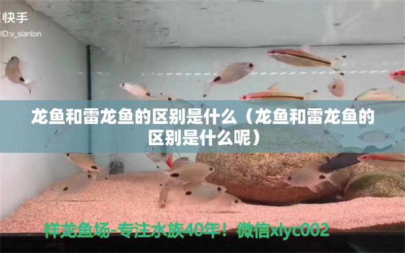 龍魚和雷龍魚的區(qū)別是什么（龍魚和雷龍魚的區(qū)別是什么呢） 廣州龍魚批發(fā)市場