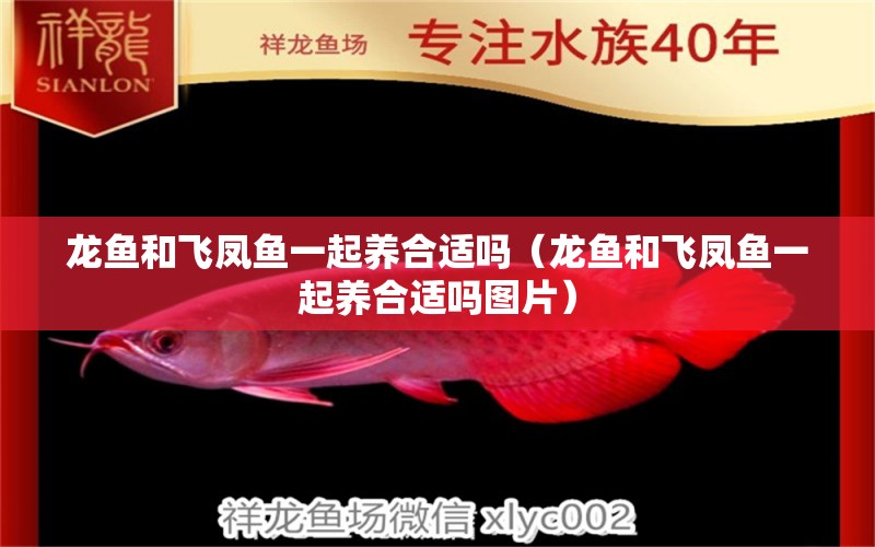 龍魚和飛鳳魚一起養(yǎng)合適嗎（龍魚和飛鳳魚一起養(yǎng)合適嗎圖片）