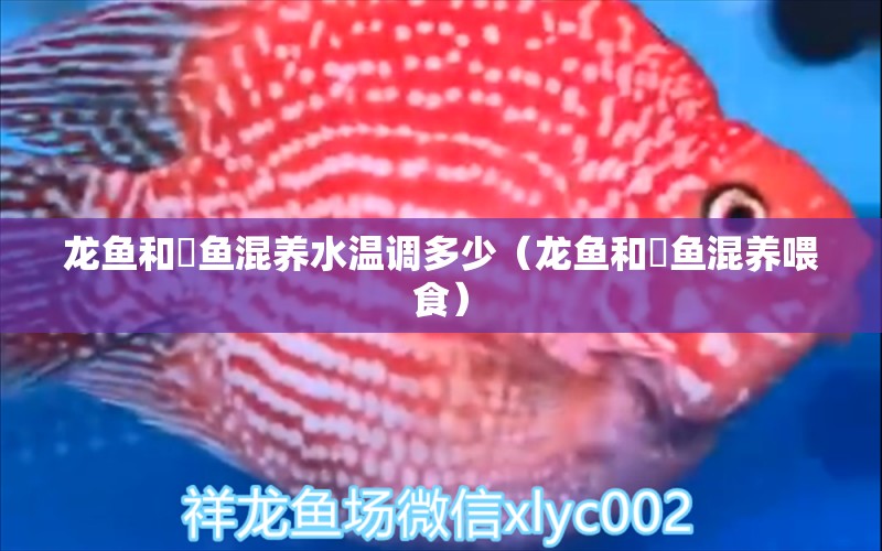 龍魚和魟魚混養(yǎng)水溫調(diào)多少（龍魚和魟魚混養(yǎng)喂食）