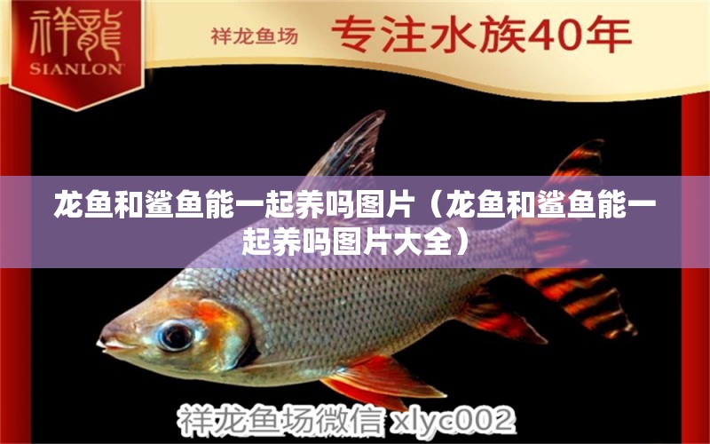 龍魚和鯊魚能一起養(yǎng)嗎圖片（龍魚和鯊魚能一起養(yǎng)嗎圖片大全）