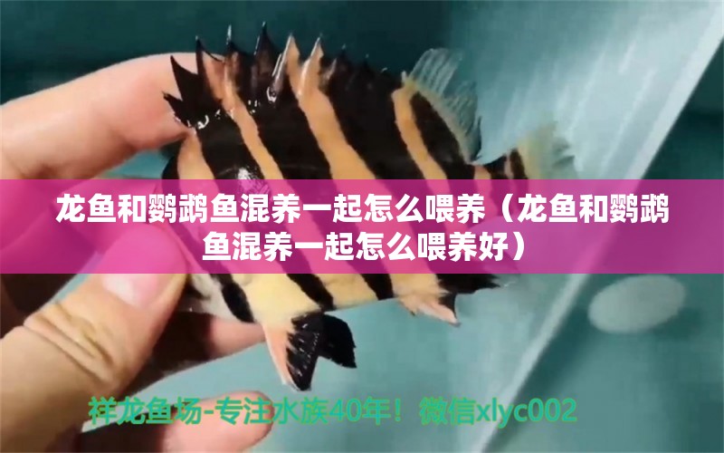 龍魚和鸚鵡魚混養(yǎng)一起怎么喂養(yǎng)（龍魚和鸚鵡魚混養(yǎng)一起怎么喂養(yǎng)好）