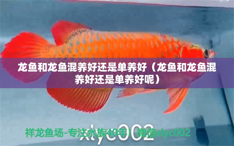 龍魚和龍魚混養(yǎng)好還是單養(yǎng)好（龍魚和龍魚混養(yǎng)好還是單養(yǎng)好呢） 廣州龍魚批發(fā)市場