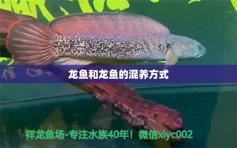 龍魚和龍魚的混養(yǎng)方式