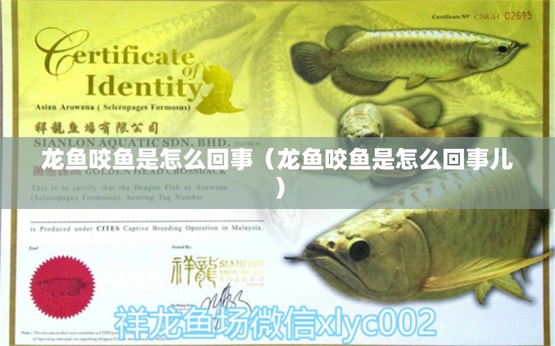 龍魚咬魚是怎么回事（龍魚咬魚是怎么回事兒） 廣州龍魚批發(fā)市場