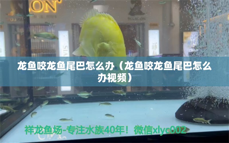 龍魚咬龍魚尾巴怎么辦（龍魚咬龍魚尾巴怎么辦視頻）