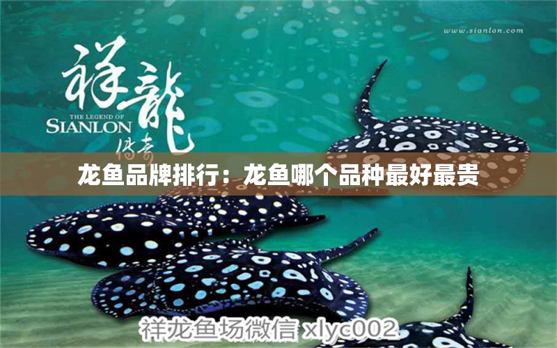 龍魚(yú)品牌排行：龍魚(yú)哪個(gè)品種最好最貴 廣州龍魚(yú)批發(fā)市場(chǎng)