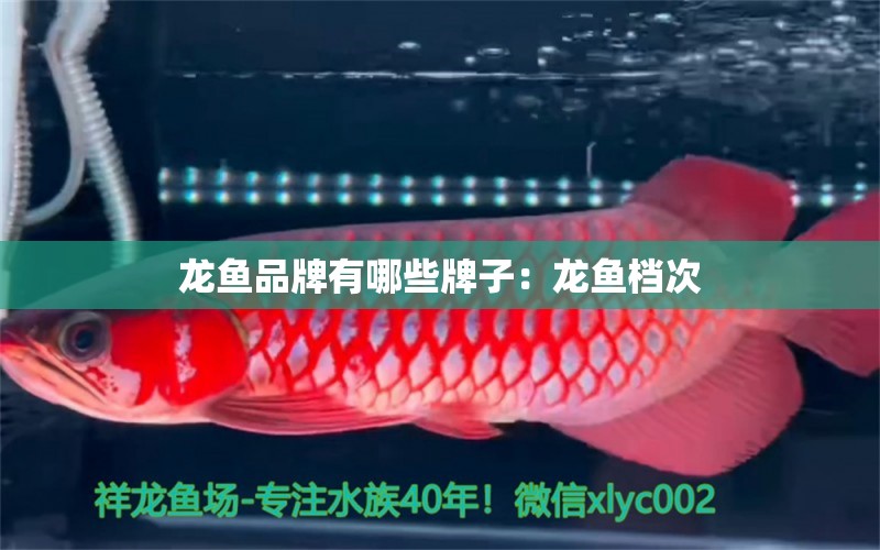 龍魚品牌有哪些牌子：龍魚檔次