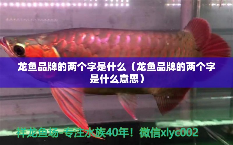 龍魚品牌的兩個(gè)字是什么（龍魚品牌的兩個(gè)字是什么意思） 龍魚疾病與治療