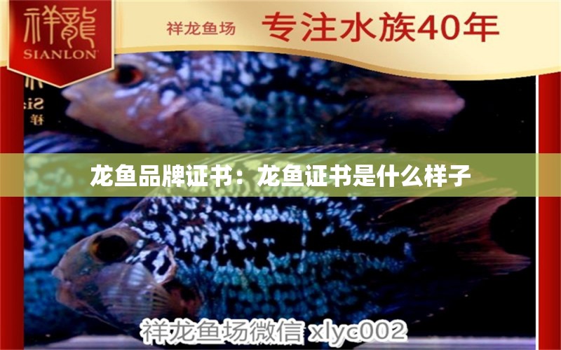 龍魚品牌證書：龍魚證書是什么樣子