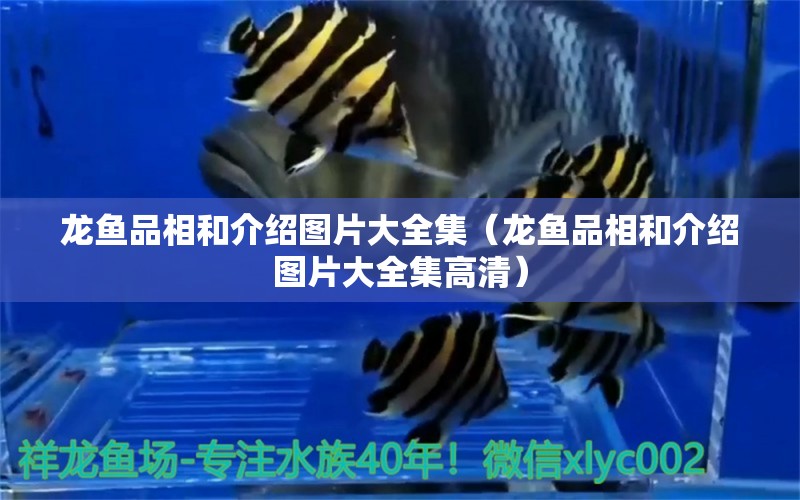 龍魚品相和介紹圖片大全集（龍魚品相和介紹圖片大全集高清）