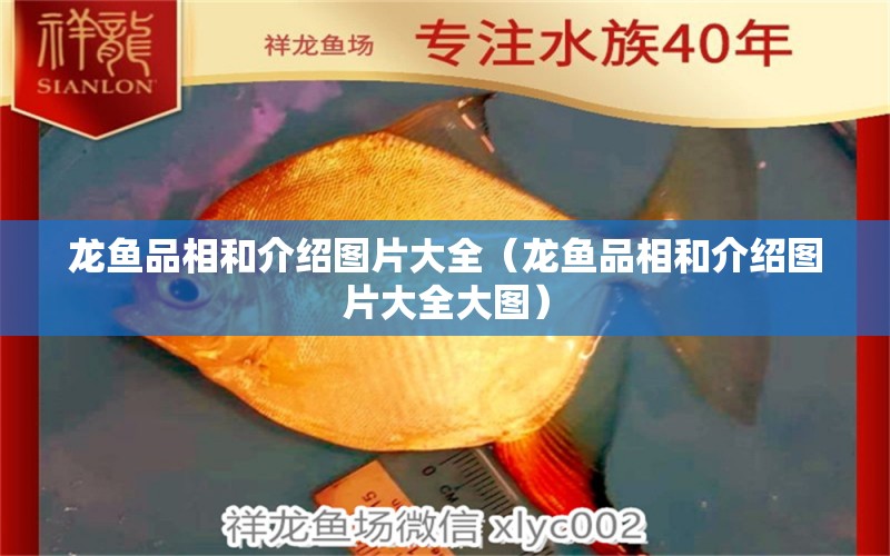 龍魚品相和介紹圖片大全（龍魚品相和介紹圖片大全大圖）