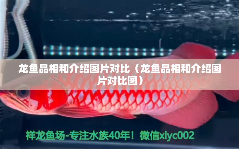 龍魚品相和介紹圖片對比（龍魚品相和介紹圖片對比圖）