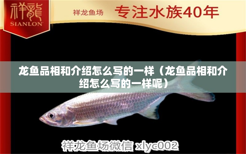 龍魚品相和介紹怎么寫的一樣（龍魚品相和介紹怎么寫的一樣呢）