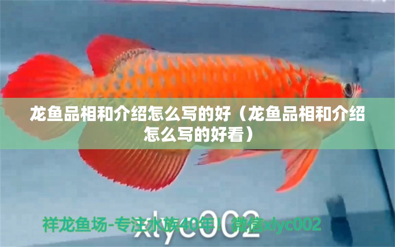 龍魚品相和介紹怎么寫的好（龍魚品相和介紹怎么寫的好看）