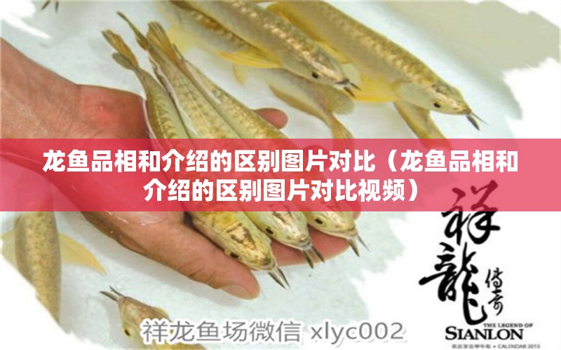 龍魚品相和介紹的區(qū)別圖片對比（龍魚品相和介紹的區(qū)別圖片對比視頻）