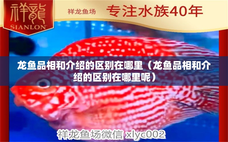 龍魚品相和介紹的區(qū)別在哪里（龍魚品相和介紹的區(qū)別在哪里呢）