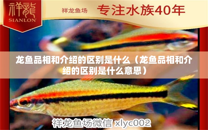 龍魚品相和介紹的區(qū)別是什么（龍魚品相和介紹的區(qū)別是什么意思）