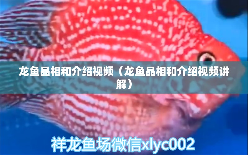 龍魚品相和介紹視頻（龍魚品相和介紹視頻講解）