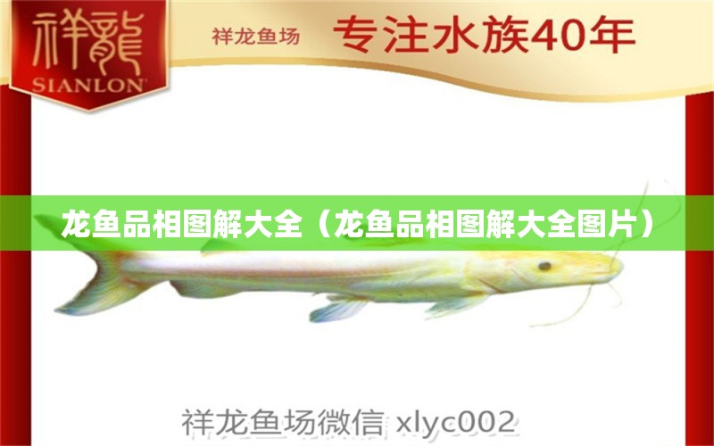 龍魚品相圖解大全（龍魚品相圖解大全圖片） 龍魚疾病與治療