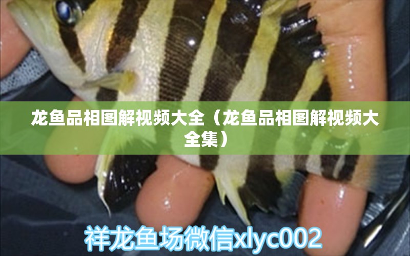 龍魚品相圖解視頻大全（龍魚品相圖解視頻大全集）