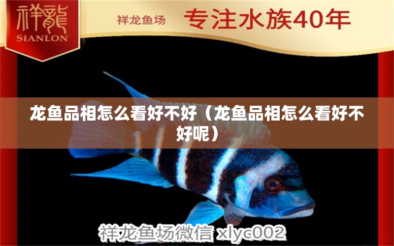 龍魚品相怎么看好不好（龍魚品相怎么看好不好呢） 龍魚疾病與治療