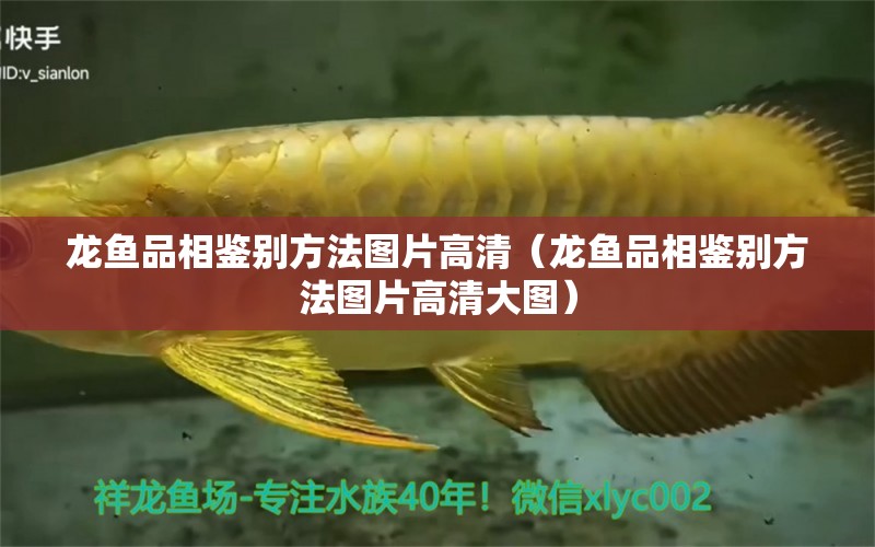 龍魚品相鑒別方法圖片高清（龍魚品相鑒別方法圖片高清大圖）