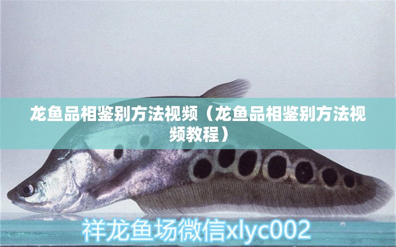 龍魚品相鑒別方法視頻（龍魚品相鑒別方法視頻教程）