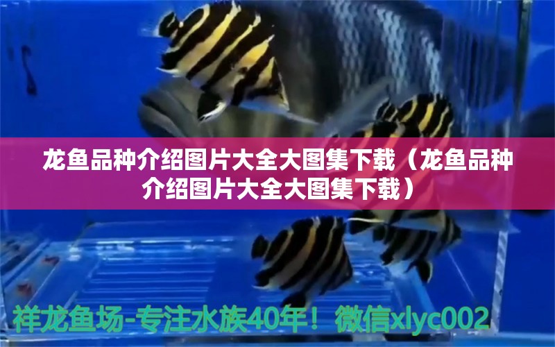 龍魚品種介紹圖片大全大圖集下載（龍魚品種介紹圖片大全大圖集下載）