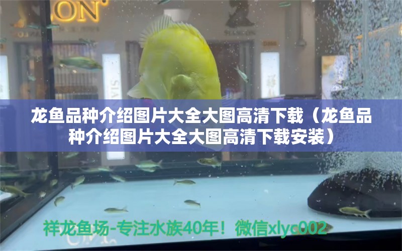 龍魚品種介紹圖片大全大圖高清下載（龍魚品種介紹圖片大全大圖高清下載安裝）